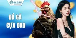 Đá gà cựa dao